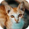 Cat-tastic puzzel uitdaging